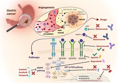 Successes and failures of angiogenesis blockade in gastric and gastro-esophageal junction adenocarcinoma